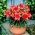 Crimson Pixie - dwarf lily - 1 pc - Lilium