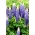 الترمس، الترمس، الترمس الأزرق - بصلة / درنة / جذر - Lupinus hybridus