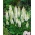 羽扇豆，羽扇豆，羽扇豆白色 - 鳞茎/根茎 - Lupinus hybridus