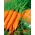 Porkkanat Broker -  Daucus carota - Broker - siemenet