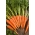 Morcovul "Norton" - varietate medie târzie destinată conservelor -  Daucus carota - Norton - semințe