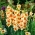 Gladiolus Bocelli - 5 lukovica