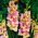 Gladiolus Mon Amour - pakke med 5 stk