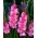 Gladiolus Isla Margarita - 5 bulbs