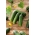 Salad timun 'Kacper' - untuk penanaman dalam terowong, pelbagai terbaik untuk pengambilan pendek - Cucumis sativus - Kacper - benih