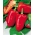 달콤한 고추 'Caryca - Tzarin'- 터널과 현장에서의 재배를위한 빨강, 초기 품종 -  Capsicum annuum - Caryca - 씨앗