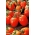Patuljasti rajčica 'Granit' - srednje kasna sorta koja proizvodi čvrsto voće -  Lycopersicon esculentum - Granit - sjemenke