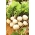 Репички "Кръгла Weisser" - сочно, меко разнообразие -  Raphanus sativus - Runder Weisser - семена