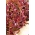 Marul 'Biscia Rossa' - kesilmiş yapraklar, tarlada ve kaplarda yetiştirme için - Lactuca sativa - Biscia Rossa - tohumlar