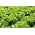 Hlávkový šalát „Marysieńka“ - na pestovanie v tuneloch a na poli - Lactuca sativa - Marysieńka - semená