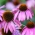 إشنسا ، كونفلور بوربوريا - بصلة / درنة / جذر - Echinacea purpurea