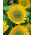 Nykštukiniai dekoratyviniai saulėgrąžos - „Green Hobbit“ - auginimui vazonuose -  - sėklos