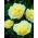 牡丹 -  Prima Vera  - 幼苗 - Paeonia lactiflora