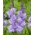 Gladiolus "Milka" - 5 stk - 