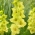 Gladiolus "Prima Verde" - 5 stk