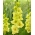 Gladiolus "Prima Verde" - 5 ks - 