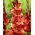 Gladiolus "Michelle" - 5 stk - 