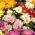 二重花 -  120種子とインドの菊 - Chrysanthemum indicum - シーズ