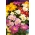 Indiai krizantém dupla virággal - 120 mag - Chrysanthemum indicum - magok