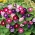 牵牛花混合种子 -  Ipomoea三色 -  84种子 - Ipomoea tricolor - 種子