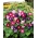 Prunkwinde gemischte Samen - Ipomoea tricolor - 84 Samen