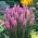 Prachtscharte, Ährige Prachtscharte Rosa samen - Liatris spicata - 150 Samen