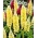 Λουλούδι σπόροι πολυεστέρα - Lupinus polyphyllus - 90 σπόροι