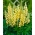Vaste lupine - Chandelier - Lupinus polyphyllus