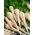Salsa - Lenka - 3000 sementes - Petroselinum crispum
