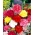 Karafiát - výběr odrůdy; hřebíček růžový - 275 semen - Dianthus caryophyllus - semena