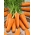 Zanahoria - Chantenay - 2550 semillas - Daucus carota