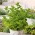 Šaltmėtė - 1200 sėklos - Mentha spicata