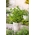 Konjski bosiljak; Vrtna metvica, metvica, janjetina metvica, metvica skuše - 1200 sjemenki - Mentha spicata - sjemenke