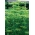 Grădină de mărăcină "Tetra" - cel mai bun soi pentru recolta timpurie verde - 2800 de semințe - Anethum graveolens L.