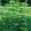 גן שמיר "טטרה" - מגוון הטוב ביותר עבור הקציר הירוק מוקדם - 2800 זרעים - Anethum graveolens L.
