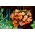 Begonia Aromantics - 2 луковици