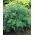 ディル「モナーク」 - カット後に成長 -  1680種子 - Anethum graveolens L. - シーズ