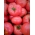 Tomat "Zorza Torunska" - sangat awal, raspberry, varietas berdaging - 200 biji - Lycopersicon esculentum Mill 