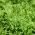 일본 샐러드 "Frizzy Joe" - Brassica rapa var. japonica - 씨앗