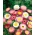 Crujiente eterna; Immortelle, eterna australiana, mangles eterna - Helipterum roseum - semillas