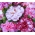 ציפורן "Szabo" - תערובת מגוון צבעים; ציפורן ורוד - 99 זרעים - Dianthus caryophyllus Chabaud