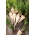 Peteršilj "Hanacka" - pozna sorta - Petroselinum crispum  - semena