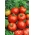 עגבניות "Moneymaker" - מגוון גבוה לעיבוד בשדה ותחת מכסה - 180 זרעים - Lycopersicon esculentum Mill 