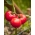 Lapangan, tomat jenis raspberry "Adonis" - Lycopersicon esculentum Mill  - biji