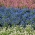 White, blue and pink forget-me-not - seeds of 3 flowering plants' varieties