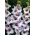 Gladiolus Matanzas - 5 gab.; zobenu lilija - 