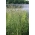 Piciorul de cocoș "Berta" - 5 kg; iarbă de livadă, iarbă de pisică - 