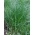 Rasen mehrjähriges Weidelgras 2N Esquire - 5 kg - 