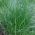 Græsplæne flerårig rajgræs 2N Esquire - 5 kg - 