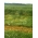 Итальянская ржаная трава 4Н "Бакус" - 5 кг; однолетний райграс - 
